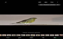 Canaries birds for sale: Two Canary Birds for sale, £20 each - Image 6