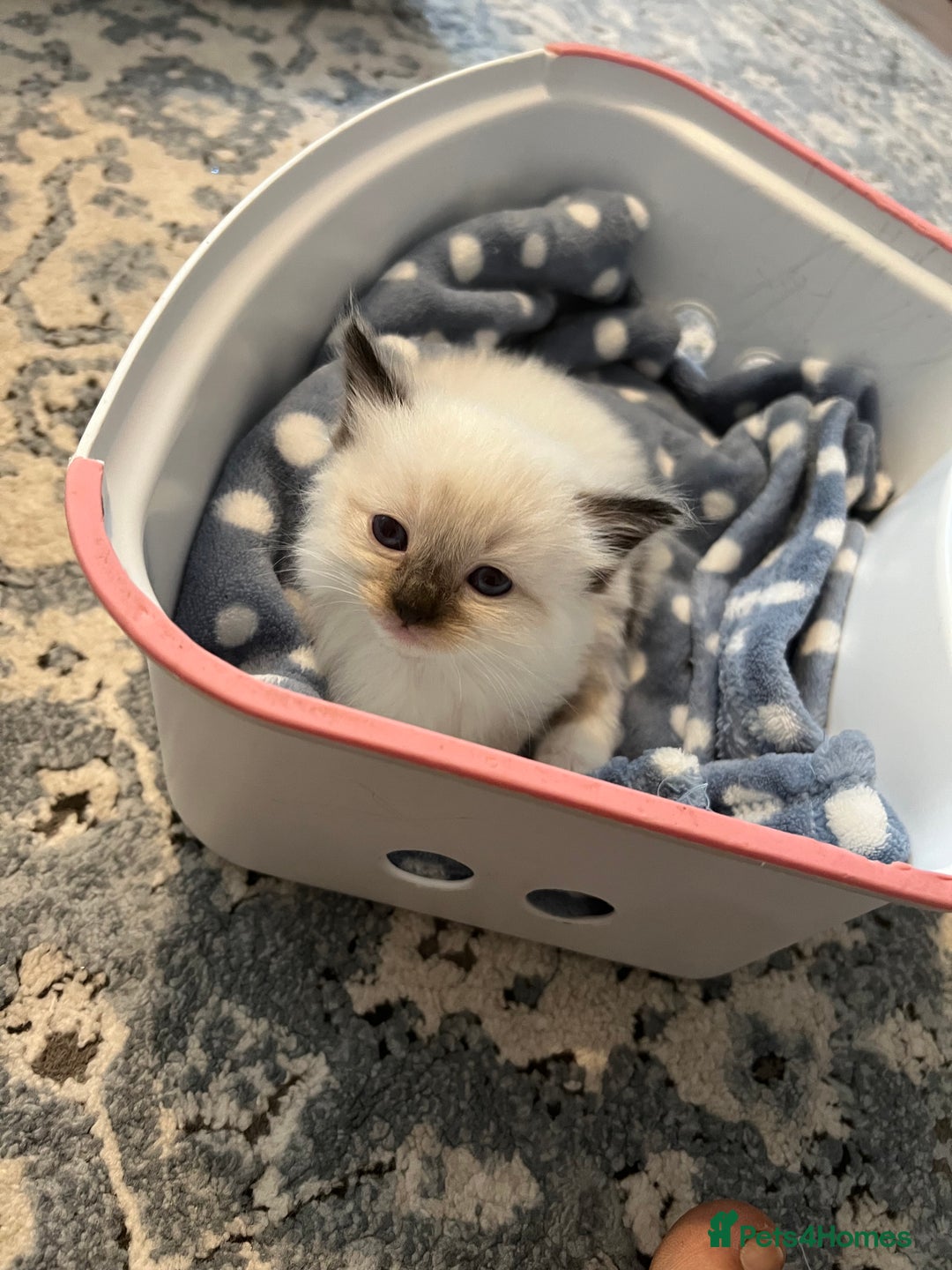 Ragdoll cats for sale: Ragdoll kittens  - Image 14