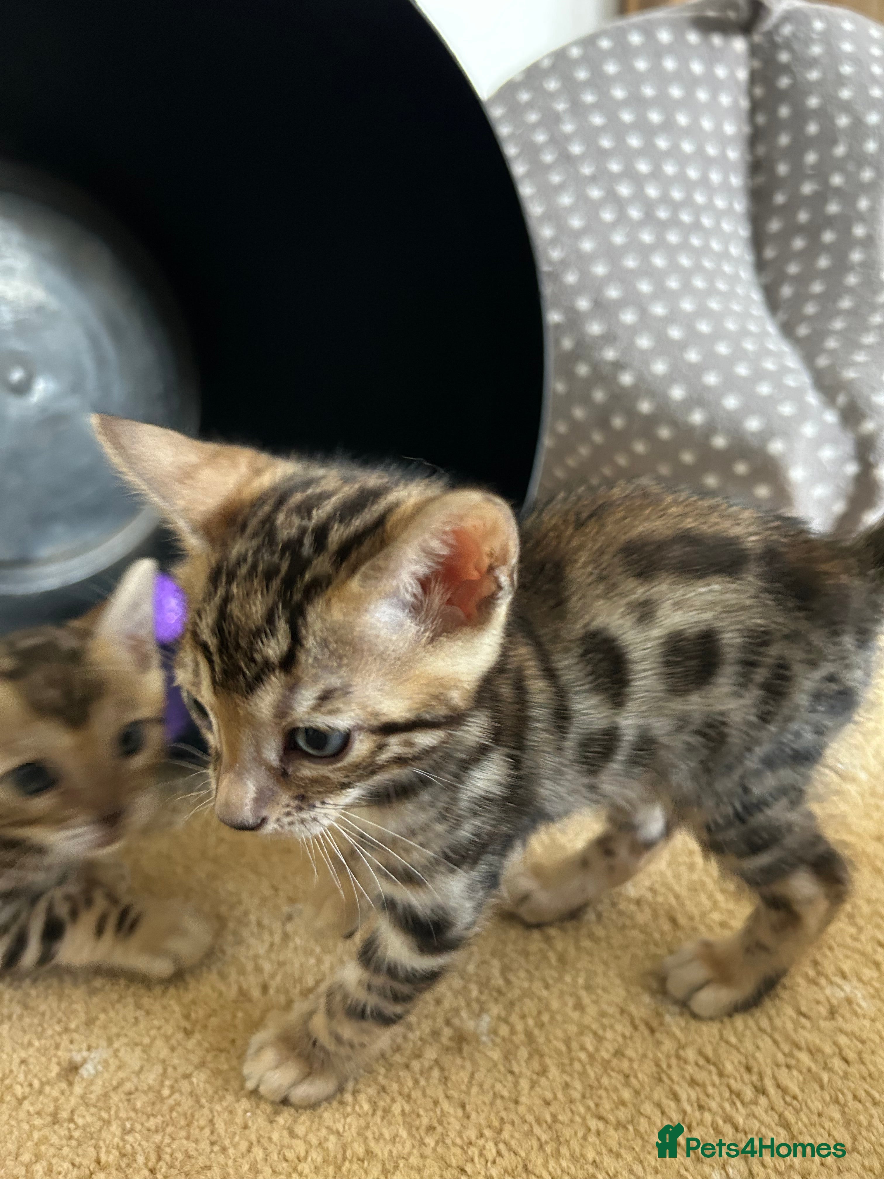 Bengal cats Bengal kittens - Advert 2