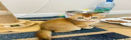 Scottish Fold cats for sale: BEAUTIFUL KITTENS LOOKING FOR THEIR FOREVER HOMES! - Advert 7