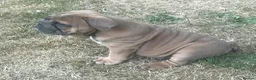 English Bulldog dogs for sale: 2 Beautiful English Bulldog Boys  in Newark - Advert 5