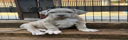 Mixed Breed dogs for sale: Neapolitan mastiff - Advert 20