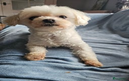 Maltese dogs for sale: Pinalapi girl - Image 4
