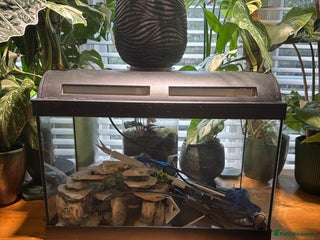 Angelfish fish Fish tank starter kit - Advert 3