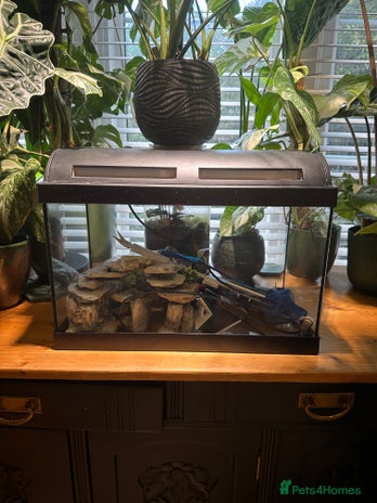 Angelfish fish Fish tank starter kit - Advert 1