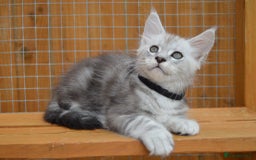 Maine Coon cats for sale: Maine coon kitten silver ticked girl TICA tested - Image 8