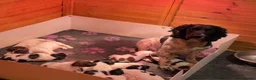 English Springer Spaniel dogs for sale: Chunky English Springer Spaniel Pups  - Advert 1