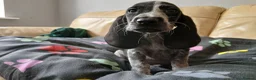 Mixed Breed dogs for sale: KC Basset Hound x KC German Shorthaired Pointer  - Advert 26
