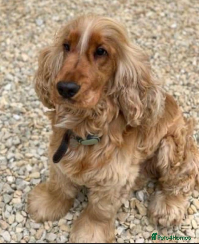 Cocker Spaniel dogs *Mungo* GOLDEN Show Cocker PEDIGREE BEST TESTED in Bradford-on-Avon - Advert 1