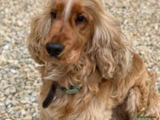 Cocker Spaniel dogs *Mungo* GOLDEN Show Cocker PEDIGREE BEST TESTED in Bradford-on-Avon - Advert 10