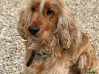 Cocker Spaniel dogs *Mungo* GOLDEN Show Cocker PEDIGREE BEST TESTED in Bradford-on-Avon - Advert 2