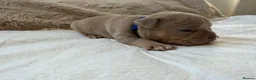 American Bully dogs for sale: 🐾Exceptional ABKC Lilac Tri Pocket Bully Puppies - Advert 11