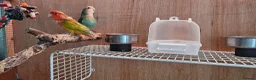 Lovebirds birds for sale: Pair of bonded love birds in Manchester - Advert 4
