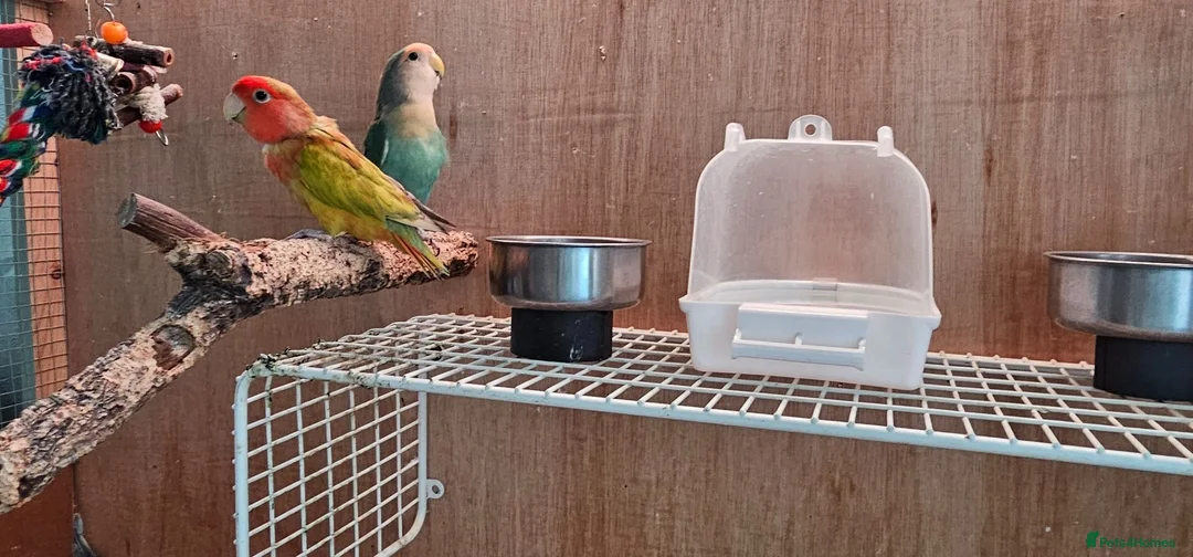 Lovebirds birds for sale: Pair of bonded love birds in Manchester - Advert 4