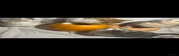 British Longhair cats for sale: 4 little pumpkins ready for autumn  - Advert 9