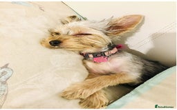 Yorkshire Terrier dogs for sale: lovely Yorkshire terrier - Advert 4