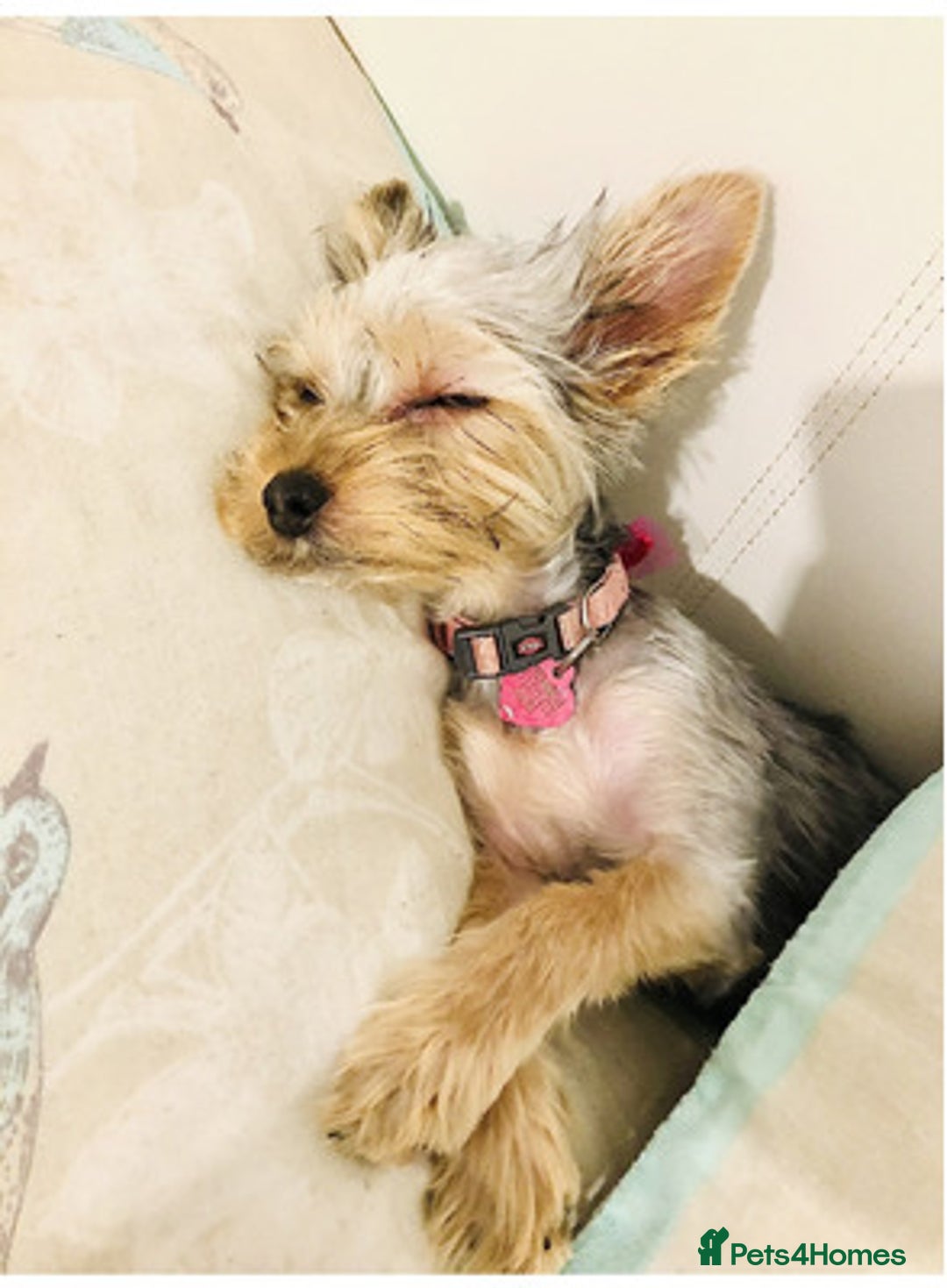 Yorkshire Terrier dogs for sale: lovely Yorkshire terrier - Advert 4
