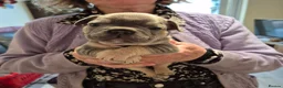 French Bulldog dogs for sale: Male&Female Puppies - Advert 15