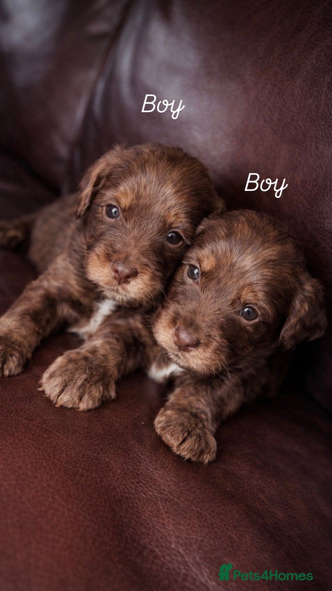 Cockapoo dogs 🐾Beautiful Mixed litter of F1 cockapoo Puppys🐾 - Advert 2