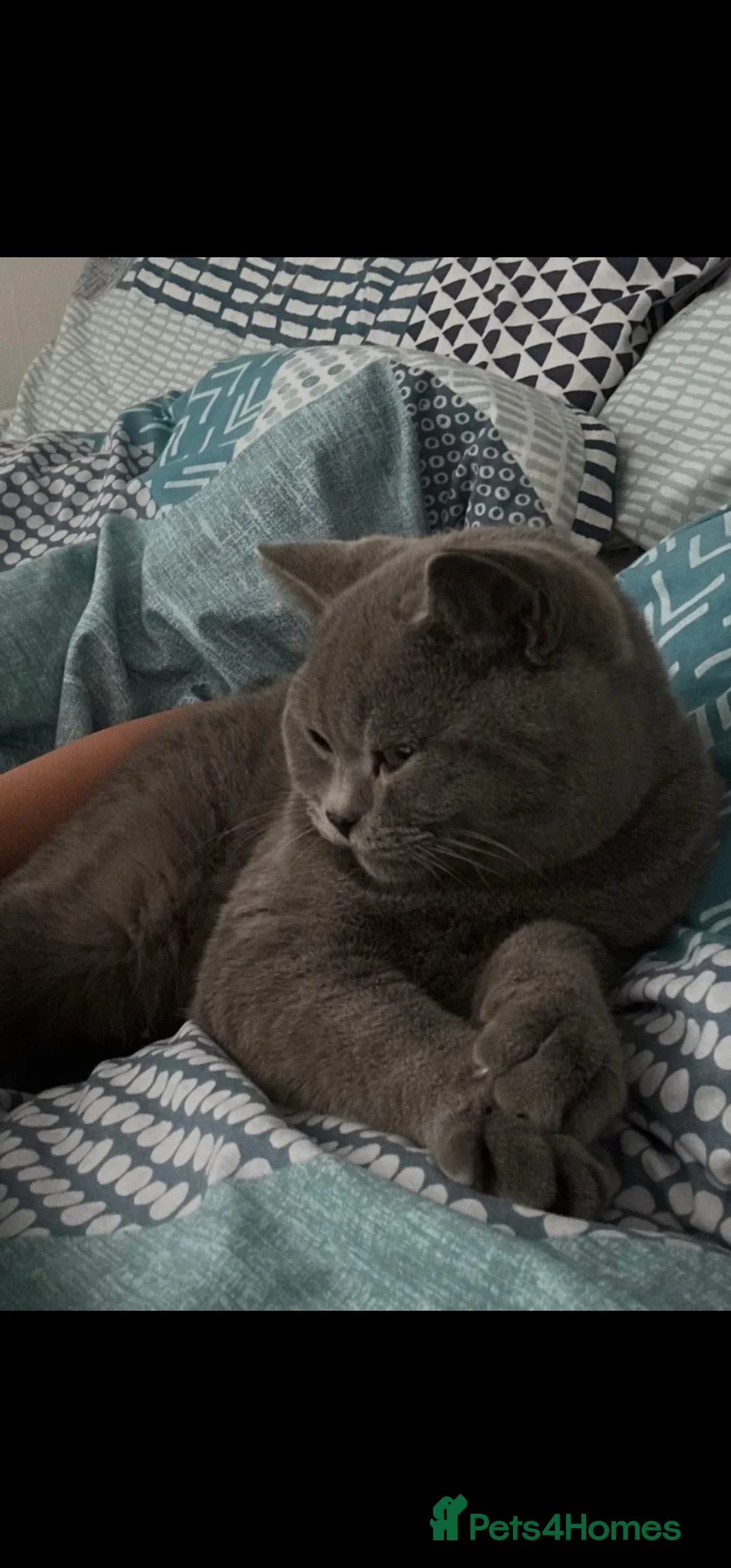 British Shorthair cats for sale: British shorthair male - Advert 3