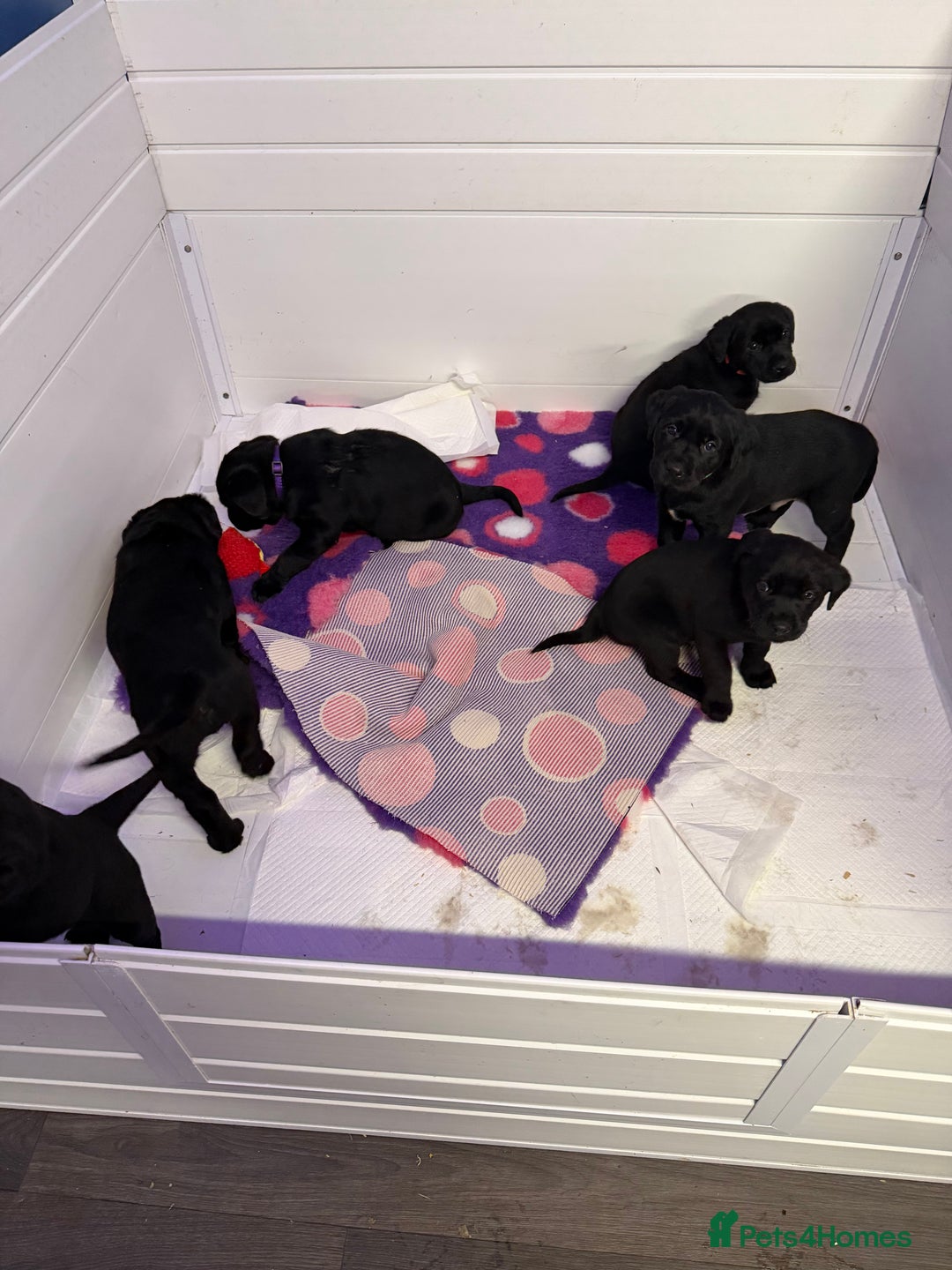 Labrador Retriever dogs for sale: Labradors 6 chunky black boys and 1 little girl - Advert 23