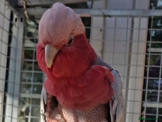 Cockatoo birds Galah cockatoo African Grey Amazon parrots - Advert 4