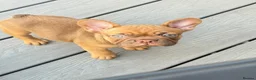 French Bulldog dogs for sale: French bulldog pups (rare colours)  - Advert 10
