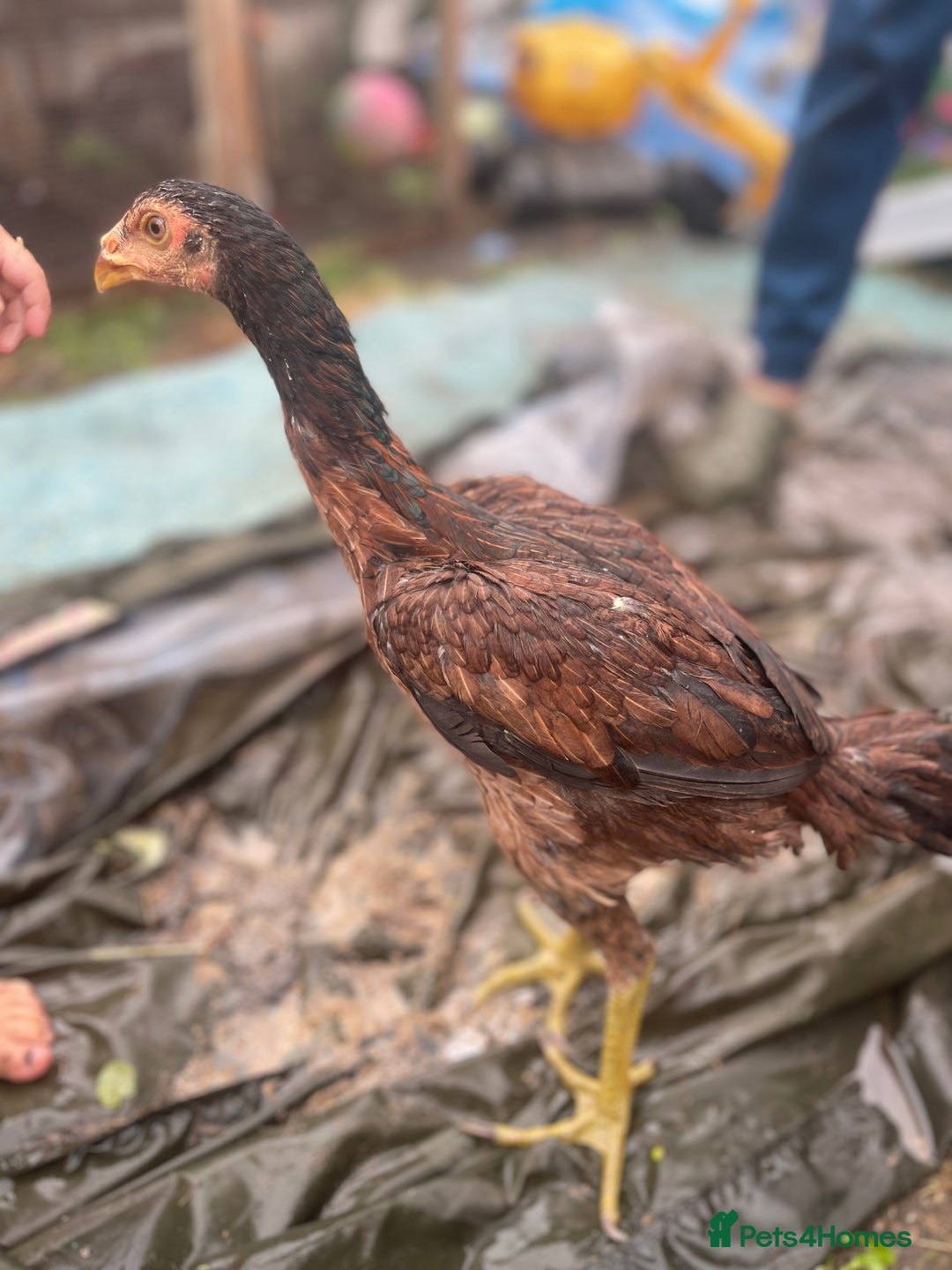 Chickens poultry for sale: Aseel chickens  - Image 7
