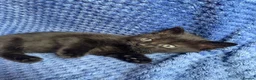 Mixed Breed cats for sale: Mainecoon kittys  - Advert 14