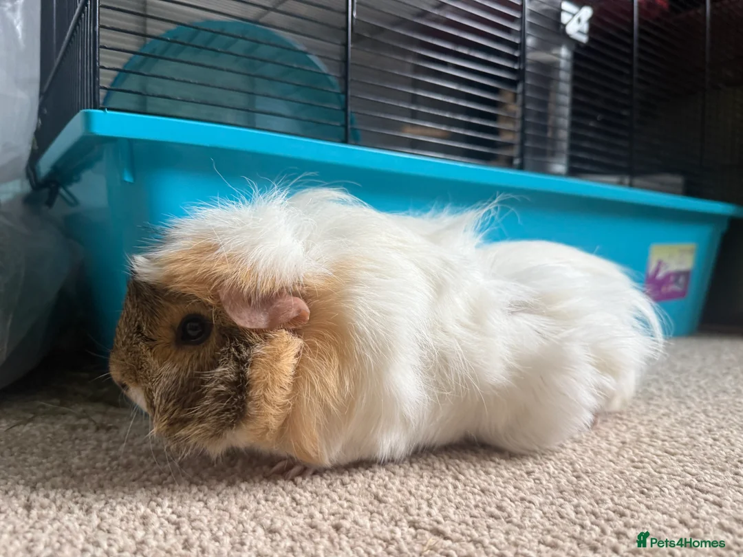 Guinea Pig rodents for sale: 2x female guinea pigs for sale  - Advert 9