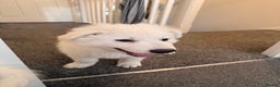 White Swiss Shepherd dogs for sale: Ready for collection - Advert 9