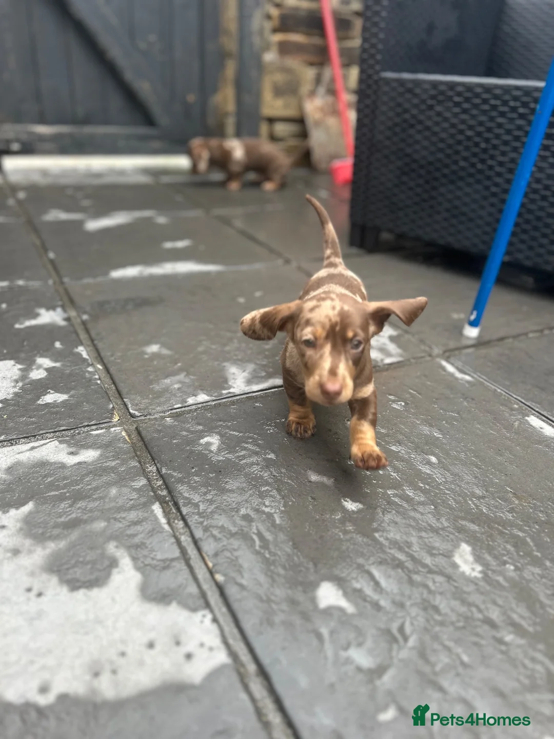 Miniature Dachshund dogs for sale: Long haired miniature dachshund  - Advert 2