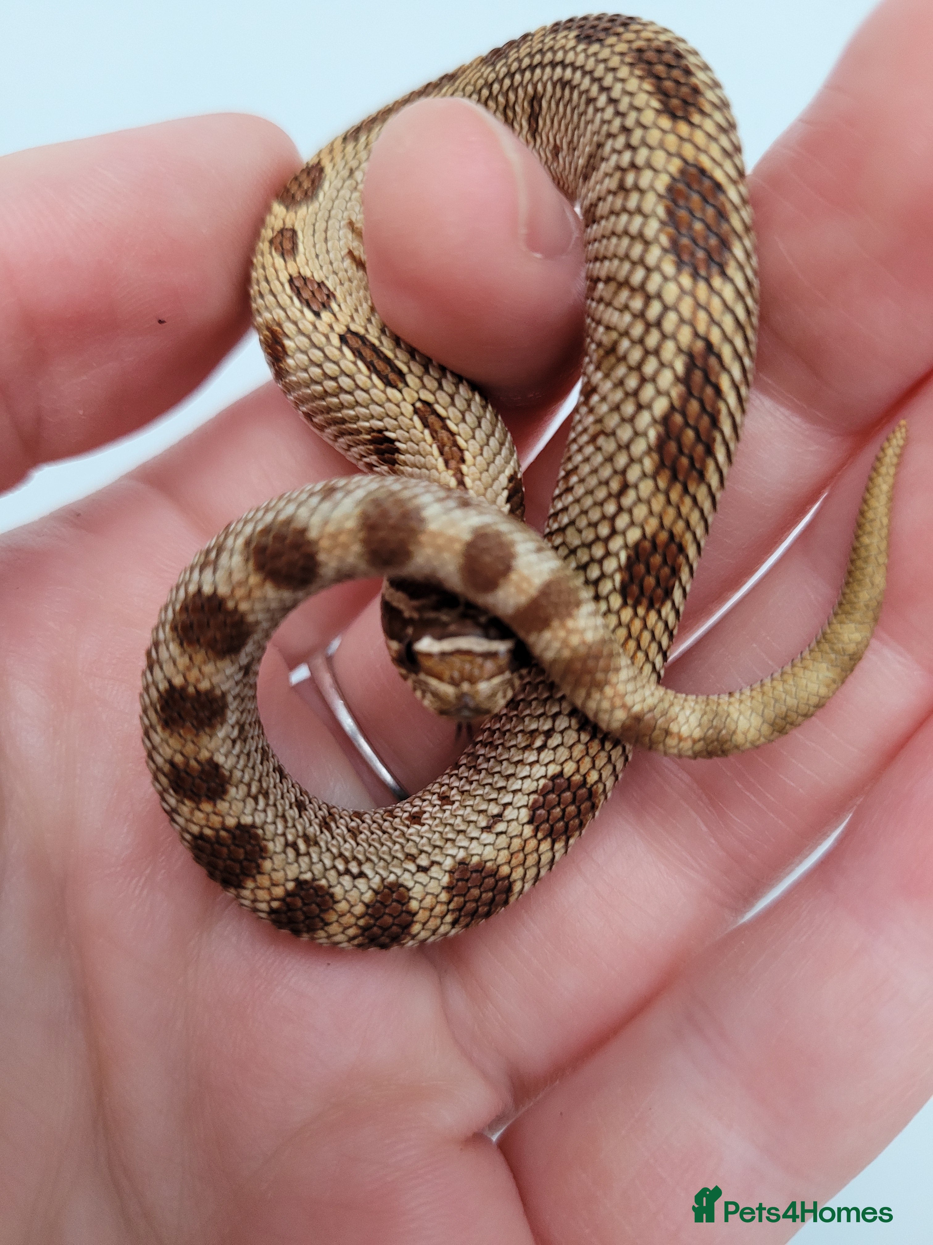 Snake reptiles Western Hognose babies From £100 - Advert 1
