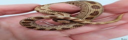 Snake reptiles for sale: Western Hognose babies From £100 - Advert 1