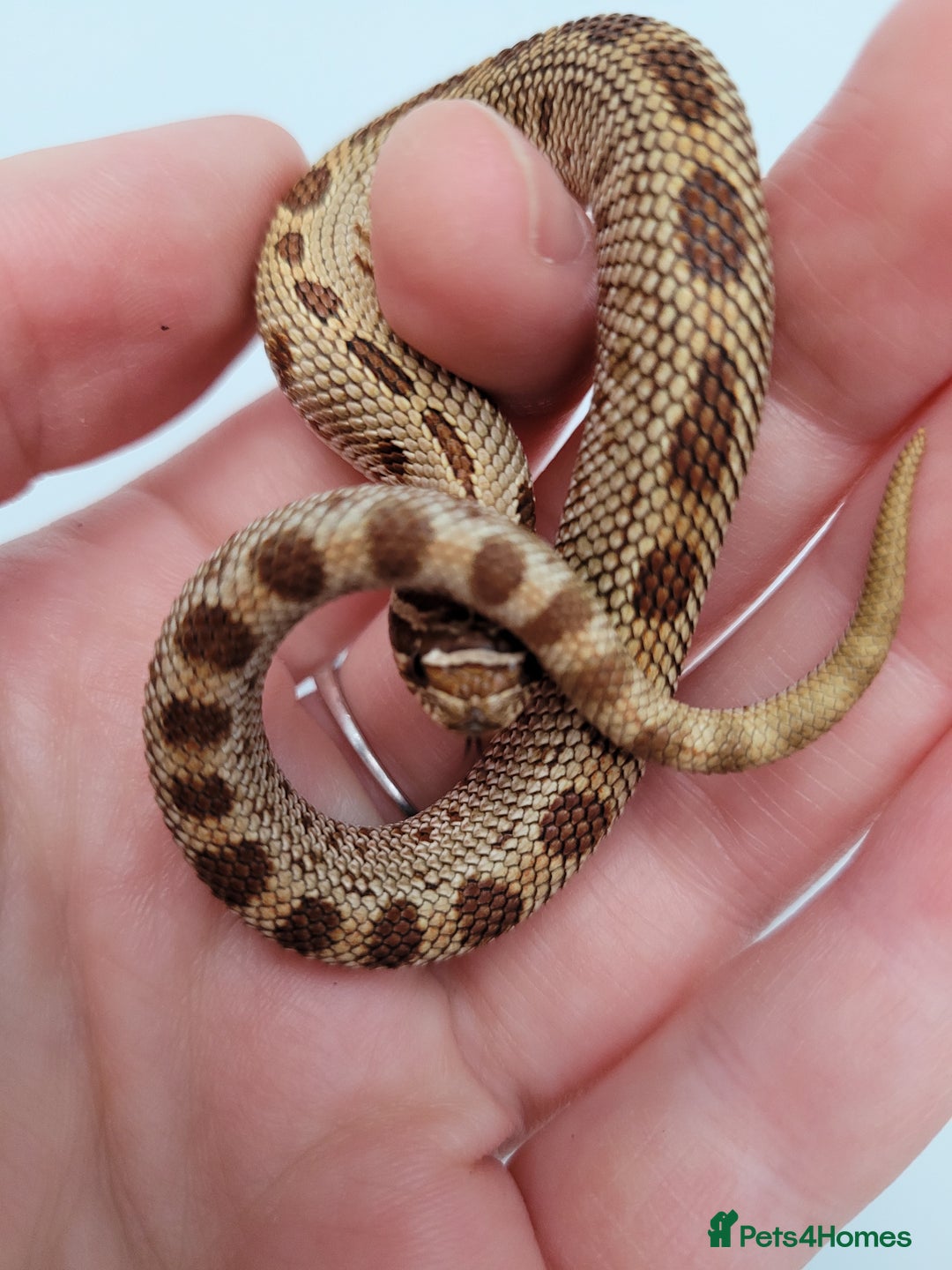 Snake reptiles for sale: Western Hognose babies From £100 - Advert 1