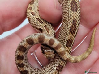 Snake reptiles Western Hognose babies From £100 - Advert 4
