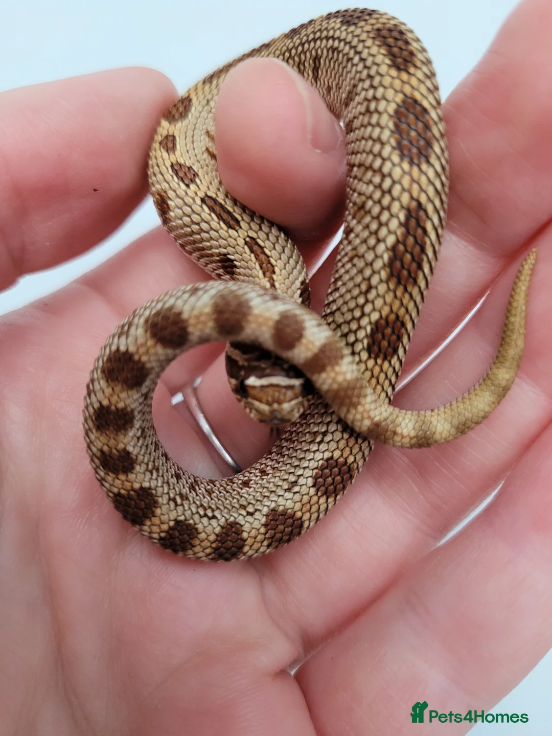 Snake reptiles for sale: Western Hognose babies From £100 - Advert 4
