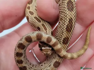 Snake reptiles Western Hognose babies From £100 - Advert 3