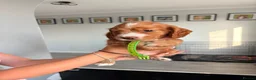 Cocker Spaniel dogs for sale: Stunning fox red working cockers - Advert 32