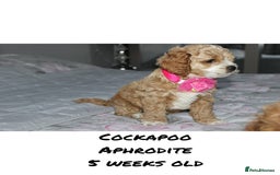 Cockapoo dogs for sale: Unique F1 Cockapoo Puppies - Advert 18