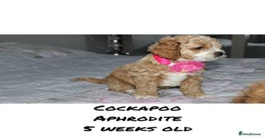 Cockapoo dogs - Advert 2