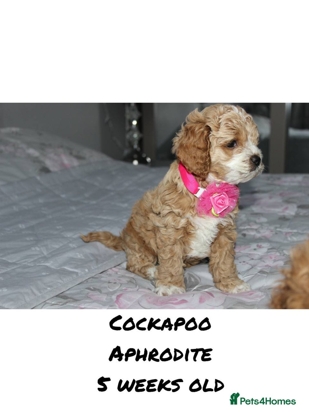 Cockapoo dogs for sale: Unique F1 Cockapoo Puppies - Advert 18