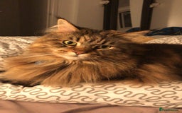 Maine Coon cats for sale: 11 year old Maine coon girl for rehome - Image 16