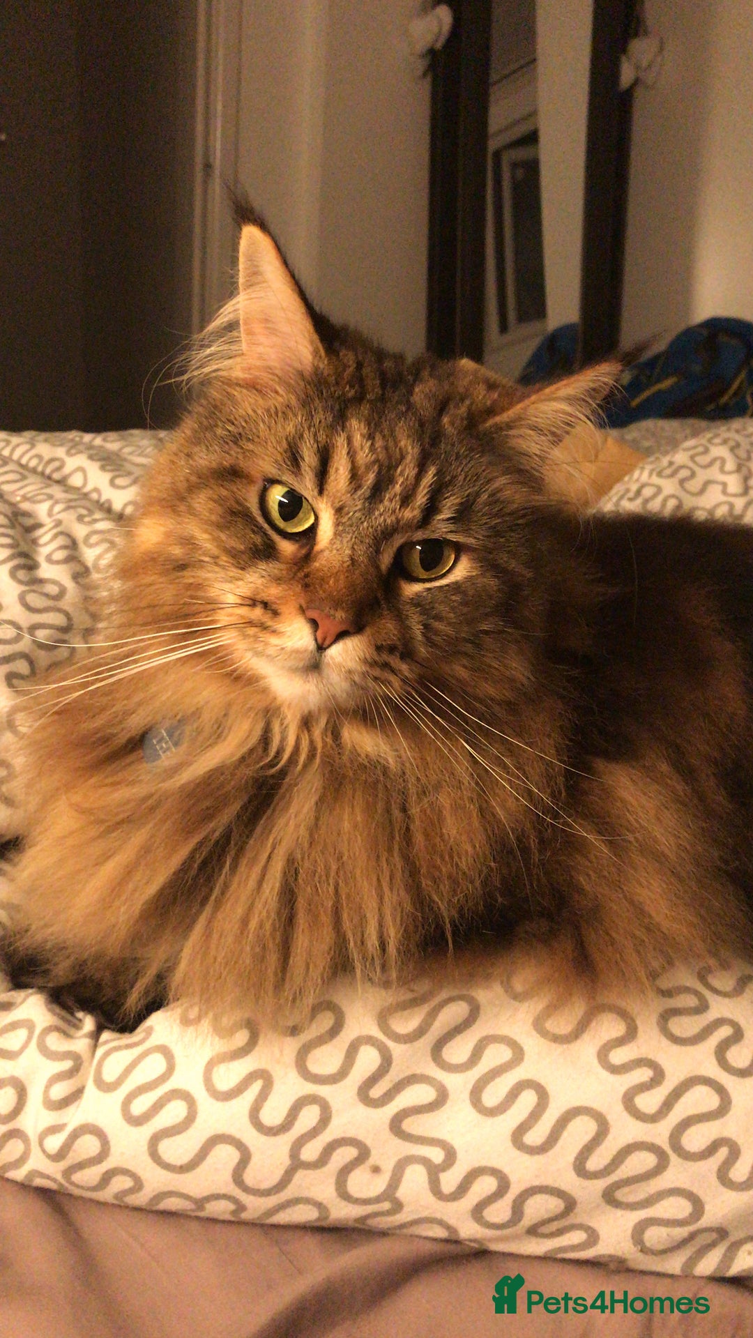 Maine Coon cats for sale: 11 year old Maine coon girl for rehome - Image 16