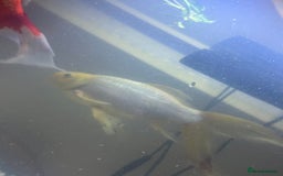 Goldfish fish for sale: Got pair of beautiful Goldfish  - Image 3