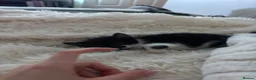 Mixed Breed cats for sale: Kittens Looking for Their Forever Homes 🐱❤️ in Gloucester - Advert 3