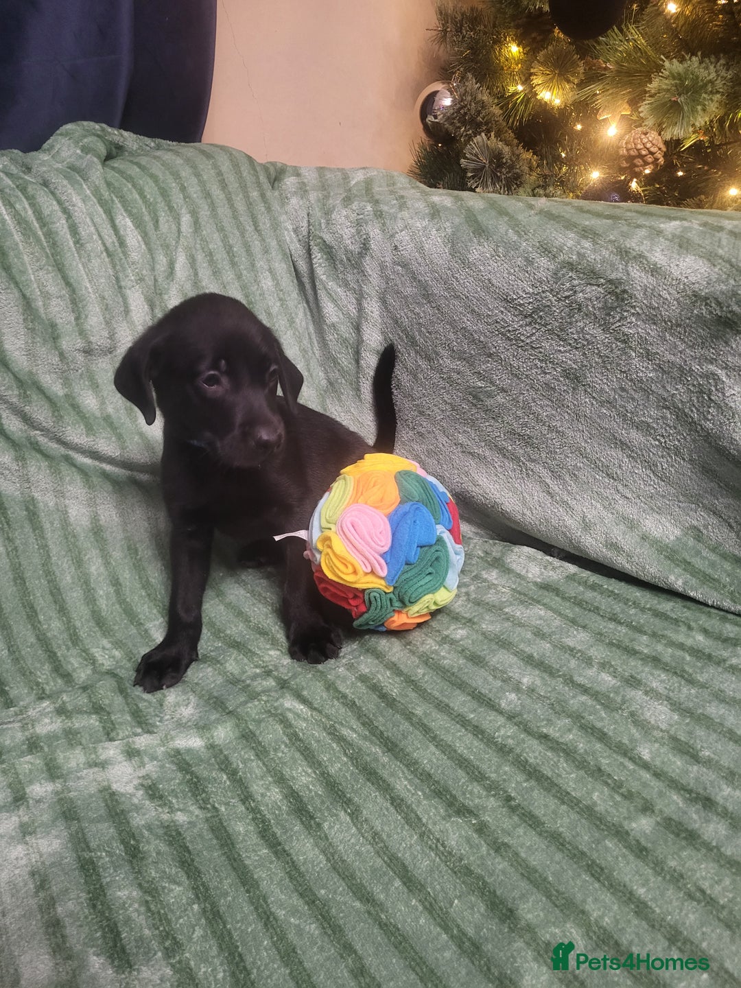 Labrador Retriever dogs for sale: KC registered labrador puppies - Advert 12