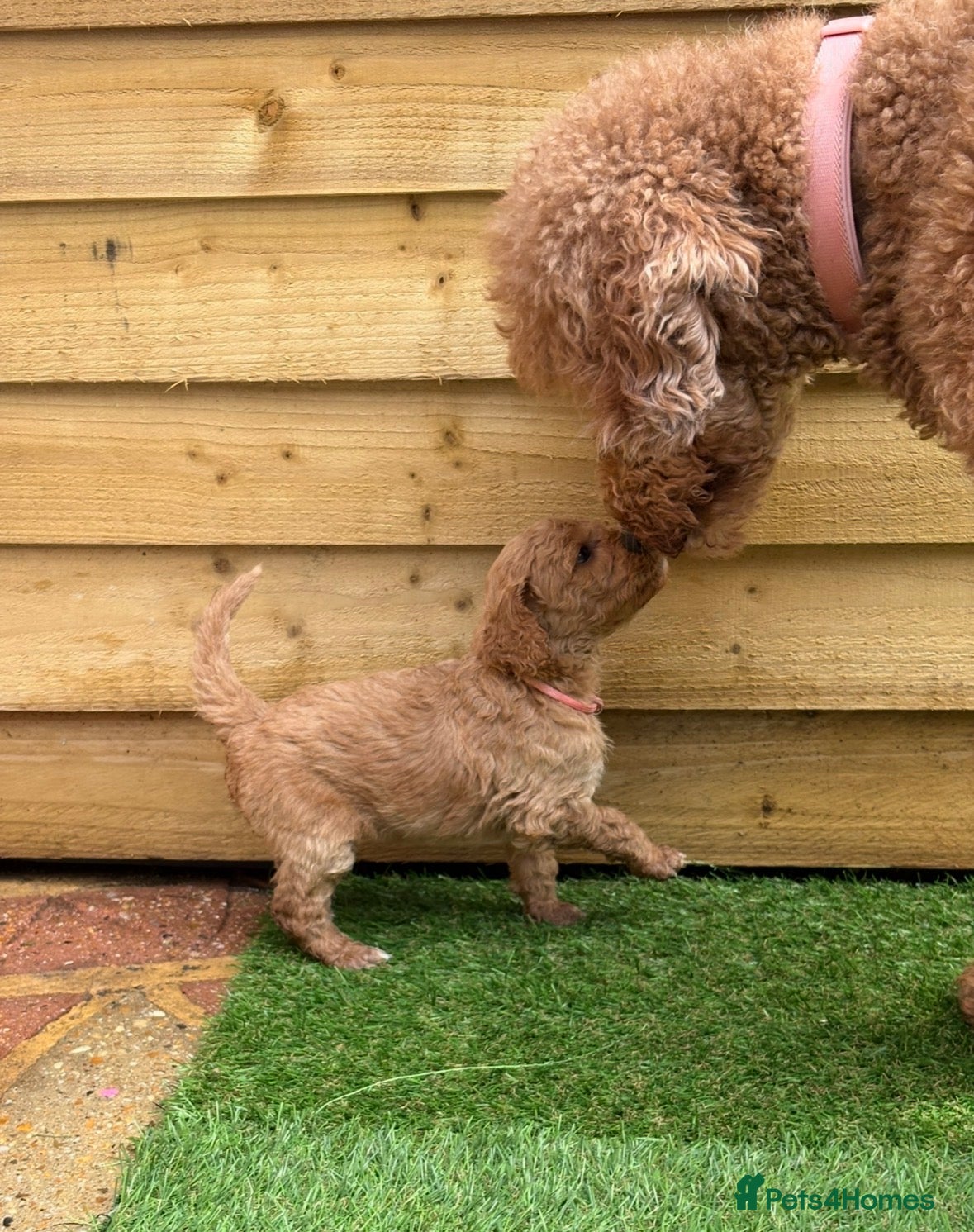 Goldendoodle dogs F1bb goldendoodle puppies  - Advert 1