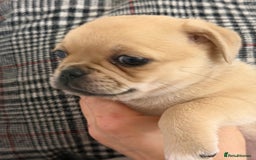 Pug dogs for sale: Adorable Pug x Pomeranian Puppies, Ready Today. - Image 3