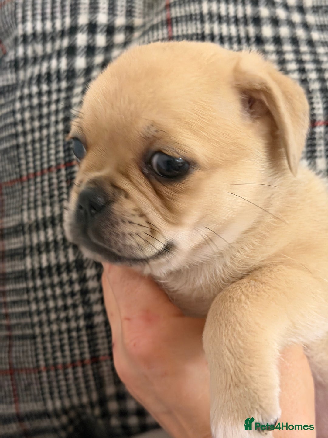 Pug dogs for sale: Adorable Pug x Pomeranian Puppies, Ready Today. - Image 3